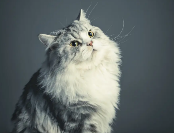 猫咪为什么这么会吃？不知道的来看看！
