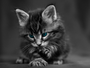 猫咪为什么这么会吃？不知道的来看看！