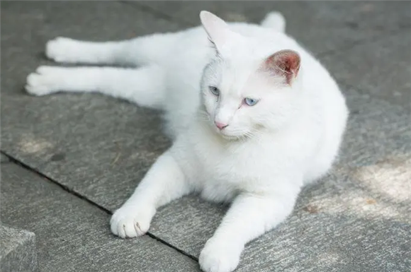 猫尿血多久会死？快来看看吧