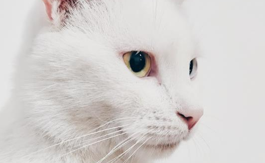 猫尿血多久会死？快来看看吧