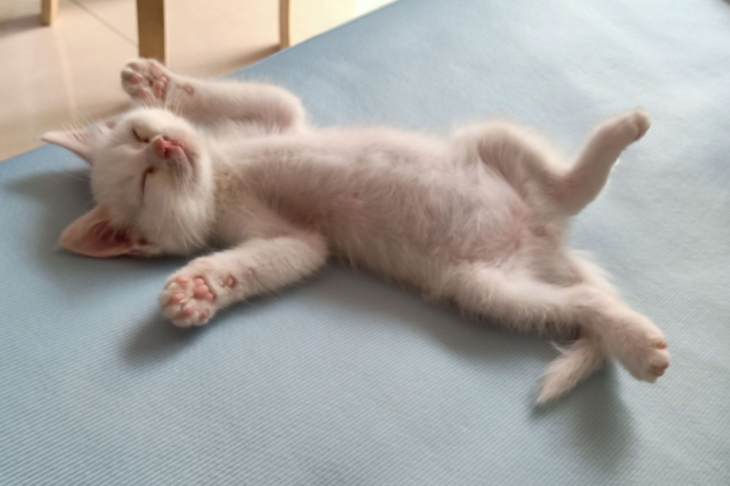 猫咪肚子起伏很大，可能是这个原因！