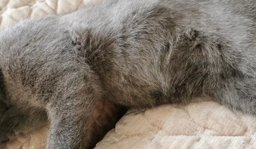 猫咪肚子起伏很大，可能是这个原因！