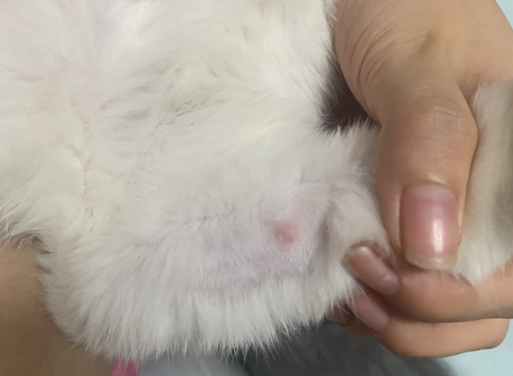 猫咪背上皮下长了肿块,一定要注意! 猫咪背上皮下长了肿块,一定要注意!