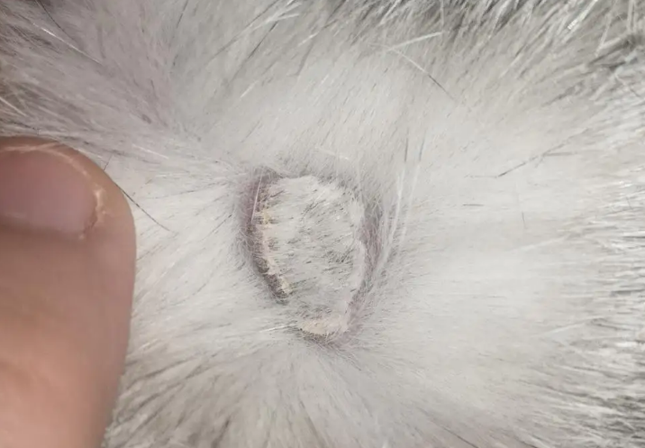 猫咪背上皮下长了肿块,一定要注意! 猫咪背上皮下长了肿块,一定要注意!