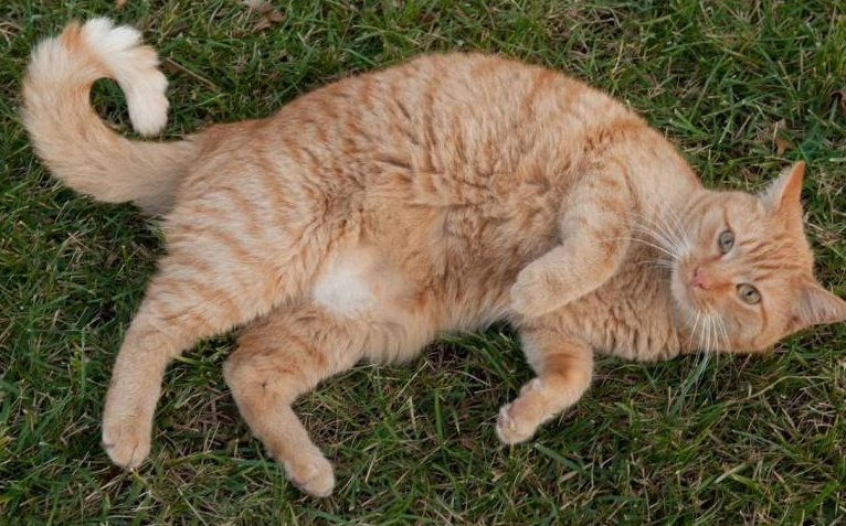 猫咪腹部抽搐是因为什么原因?主人还是要重视 猫咪腹部抽搐是因为什么原因?主人还是要重视