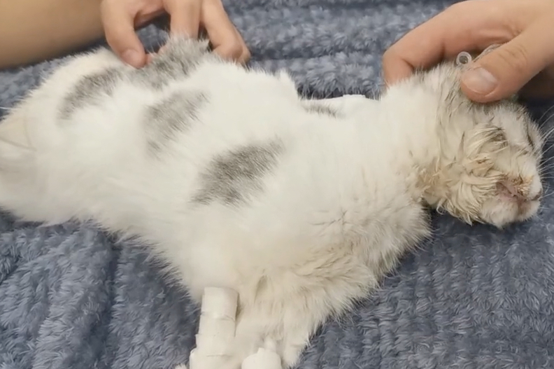 猫咪腹部抽搐是因为什么原因?主人还是要重视 猫咪腹部抽搐是因为什么原因?主人还是要重视
