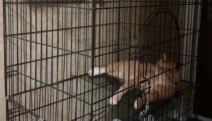 猫咪被关在笼子里一直叫，原因竟然是这个！