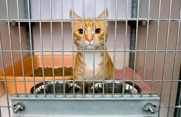 猫咪被关在笼子里一直叫，原因竟然是这个！