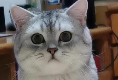 猫发腮是什么意思？好奇就来了解~