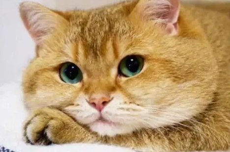 猫发腮是什么意思？好奇就来了解~