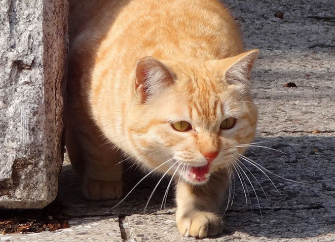 橘猫为什么喜欢粘人？主人来看看吧