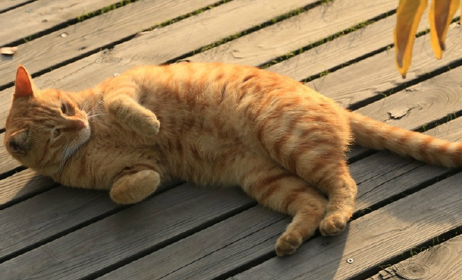 橘猫为什么喜欢粘人？主人来看看吧