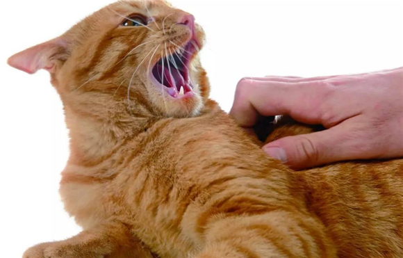 被猫咪抓伤有什么症状？不要怕，可能没事
