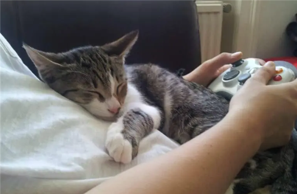 如何让猫咪粘人？做对这些就行
