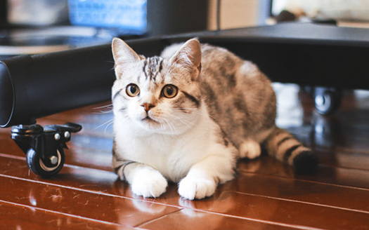 如何让猫咪粘人？做对这些就行