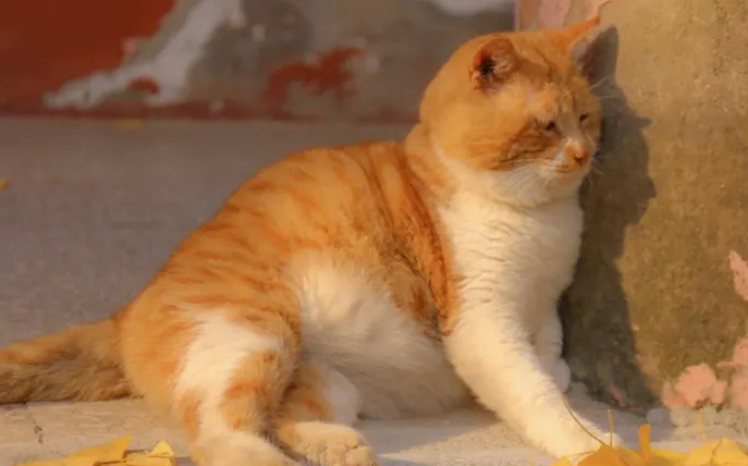 橘猫为什么重？感兴趣的来了解下吧
