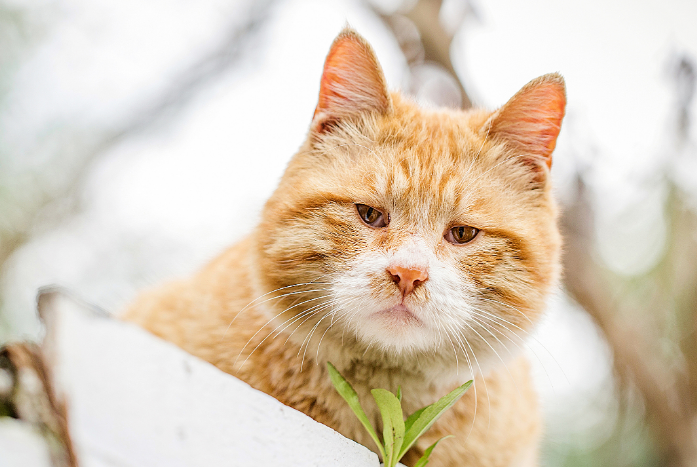 橘猫为什么重？感兴趣的来了解下吧