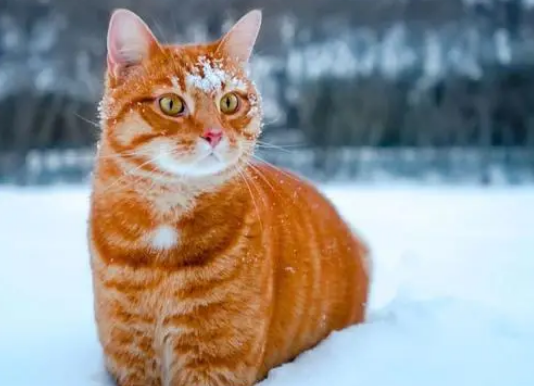 橘猫为什么打架厉害？来看这里~