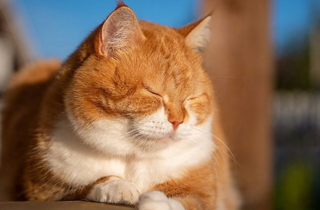 橘猫为什么打架厉害？来看这里~