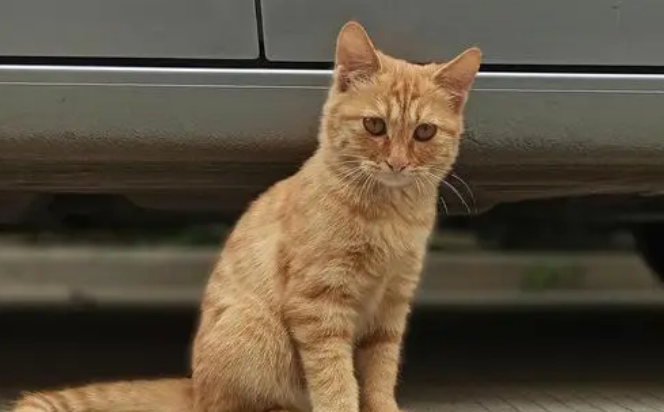 橘猫为什么这么火？来这里get下吧
