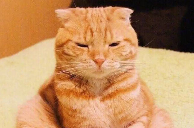 橘猫为什么这么火？来这里get下吧