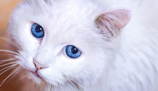 猫咪能吃猕猴桃吗,这点你一定得了解 猫咪能吃猕猴桃吗,这点你一定得了解