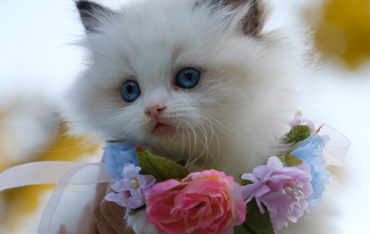 与新手分享，养猫养一只还是两只好