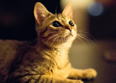 养宠小知识：猫咪吃诺氟沙星的剂量？