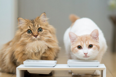猫子宫蓄脓初期症状？这里可以了解~