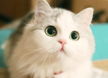 猫子宫蓄脓初期症状？这里可以了解~
