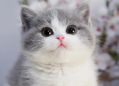 小猫的鼻子不湿润是怎么回事儿？看这里~