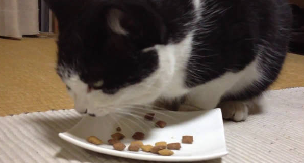 换猫粮吐了怎么办？主人要注意