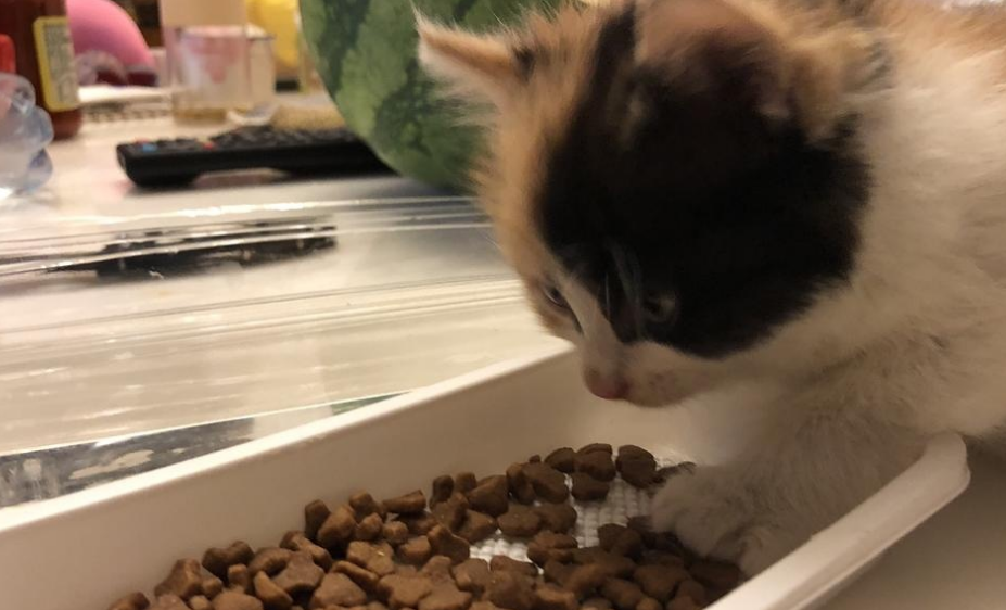 换猫粮吐了怎么办？主人要注意