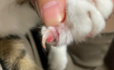 猫指甲开裂分叉要剪掉吗？这里可以了解~