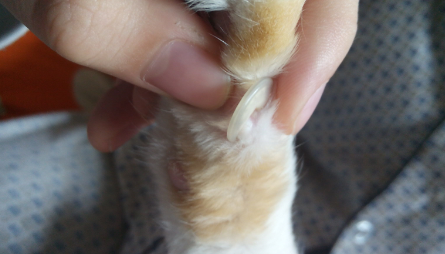 猫指甲开裂分叉要剪掉吗？这里可以了解~