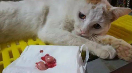 猫知道自己蛋蛋被割了吗？好奇就来了解~