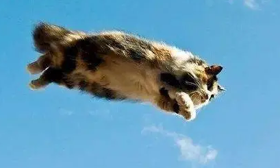 猫为什么想飞?新手铲屎官可以看看~