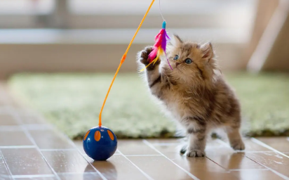 猫咪晚上太活跃怎么办？具体看这里！