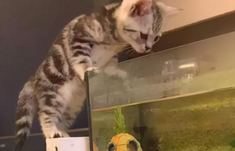 猫咪晚上太活跃怎么办？具体看这里！