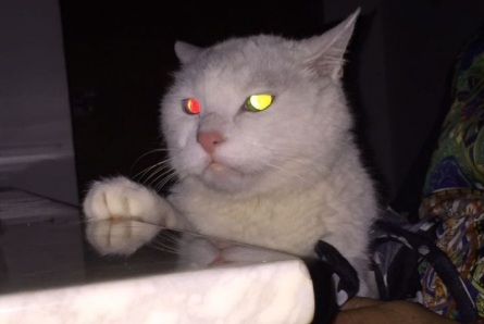 猫的眼睛为什么会发光？原因很简单