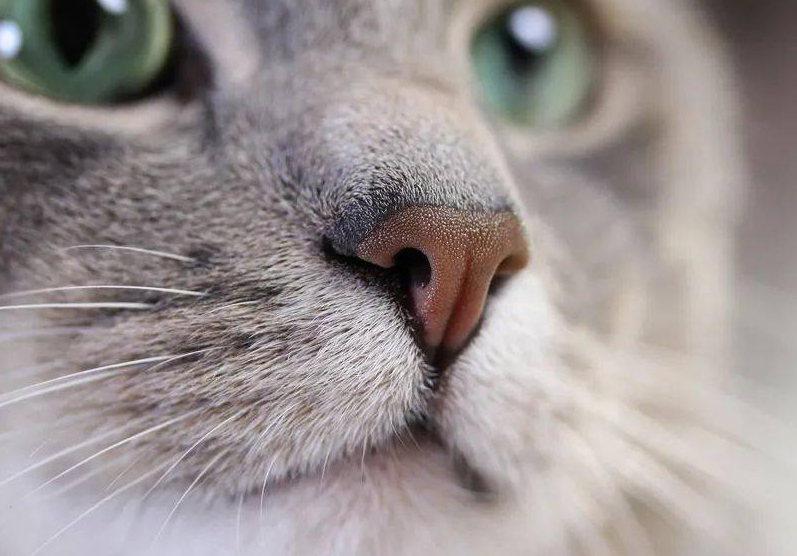 猫的鼻纹在哪？有人知道吗？