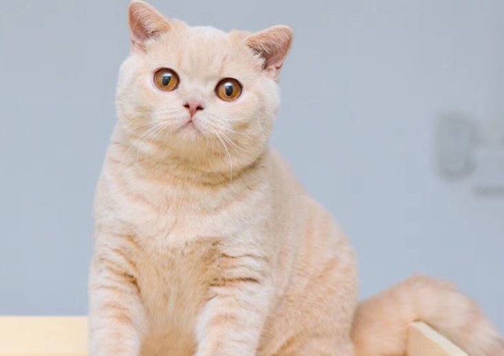 怎么分辨是不是星期猫？想养的来了解下吧