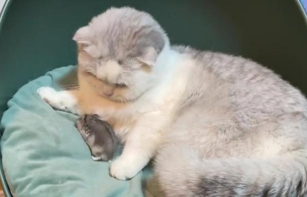 怎么分辨是不是星期猫？想养的来了解下吧
