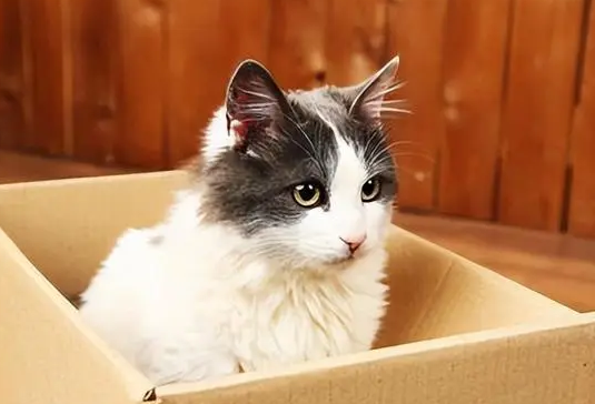 一文告诉你，怎么买到健康的猫咪？
