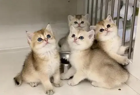 一文告诉你，怎么买到健康的猫咪？