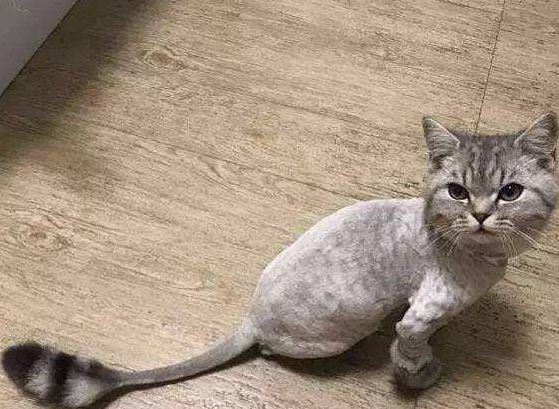 猫剃毛后多久长出来？ 这篇文章告诉你