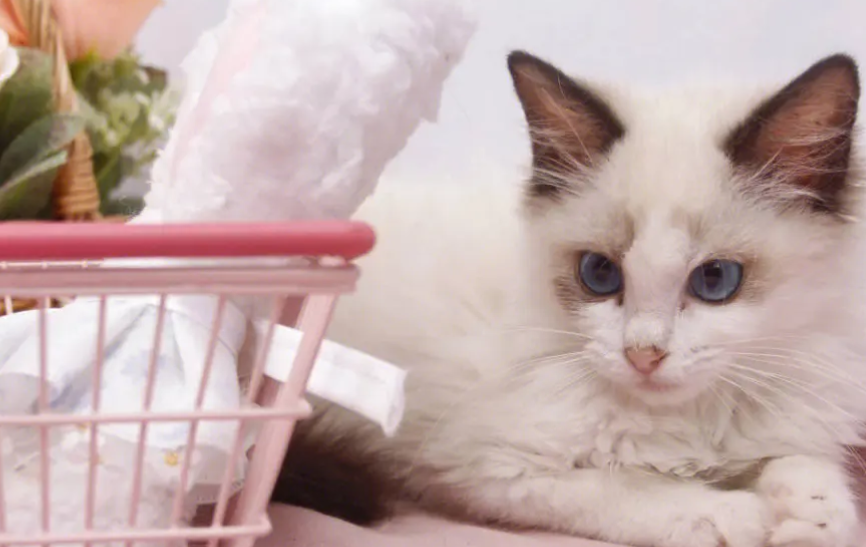 小猫生下来多久可以抱走？快来看看