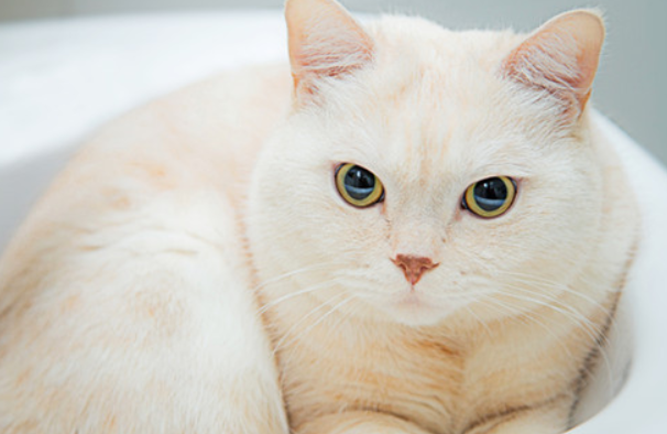 小猫生下来多久可以抱走？快来看看