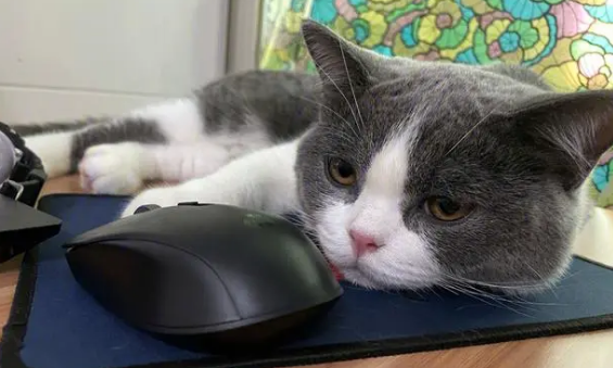 猫咪应激反应怎么缓解?可以试试这些方法 猫咪应激反应怎么缓解?可以试试这些方法