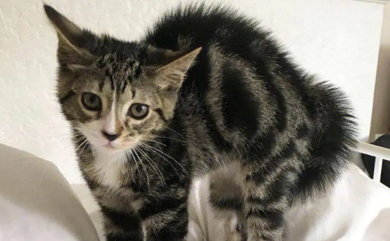 猫咪应激反应怎么缓解?可以试试这些方法 猫咪应激反应怎么缓解?可以试试这些方法